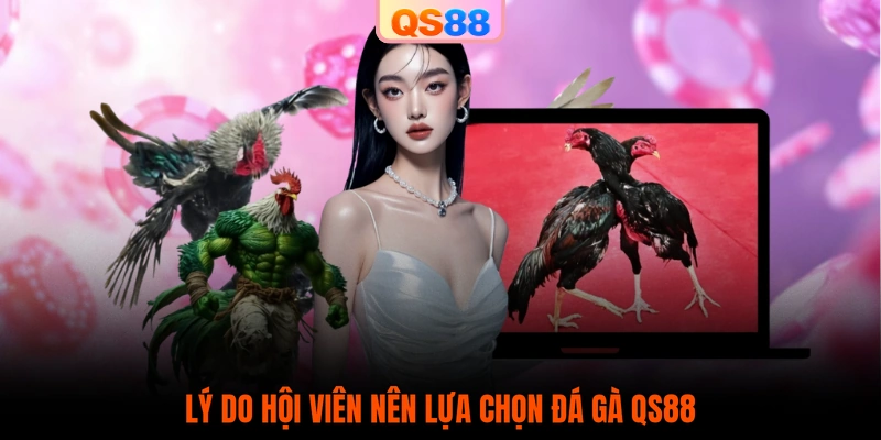 Lý do hội viên nên lựa chọn đá gà QS88
