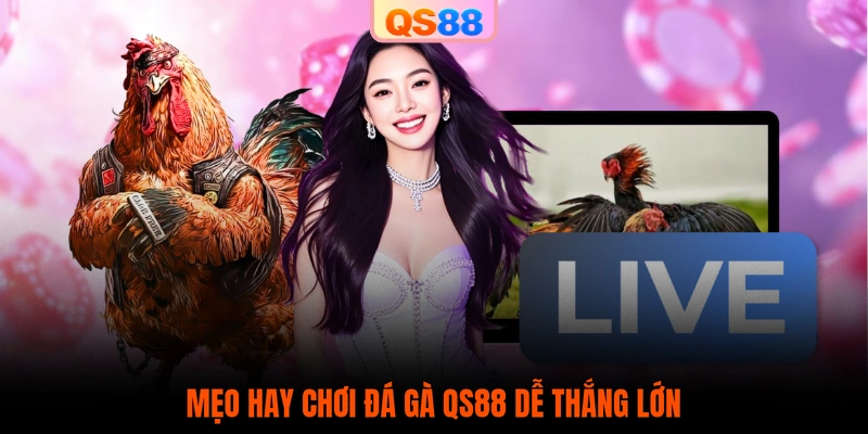 Mẹo hay chơi đá gà QS88 dễ thắng lớn